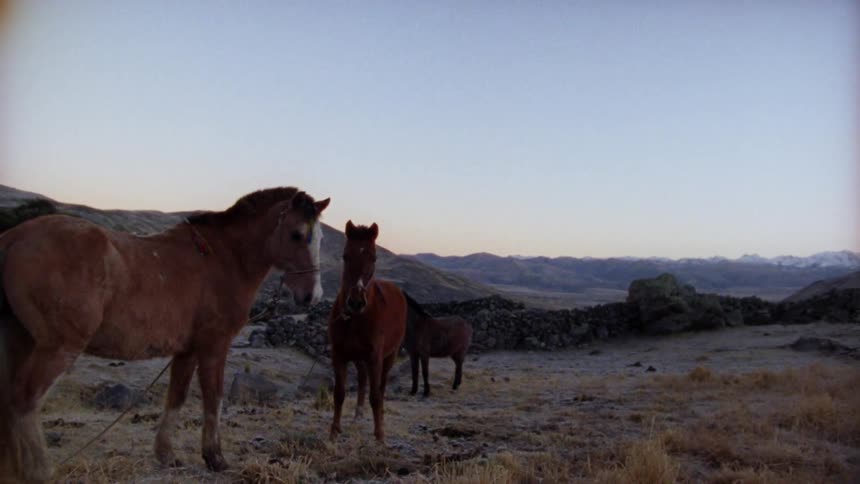 Horses walk among yellow grasses near stone fence with mountains on horizon