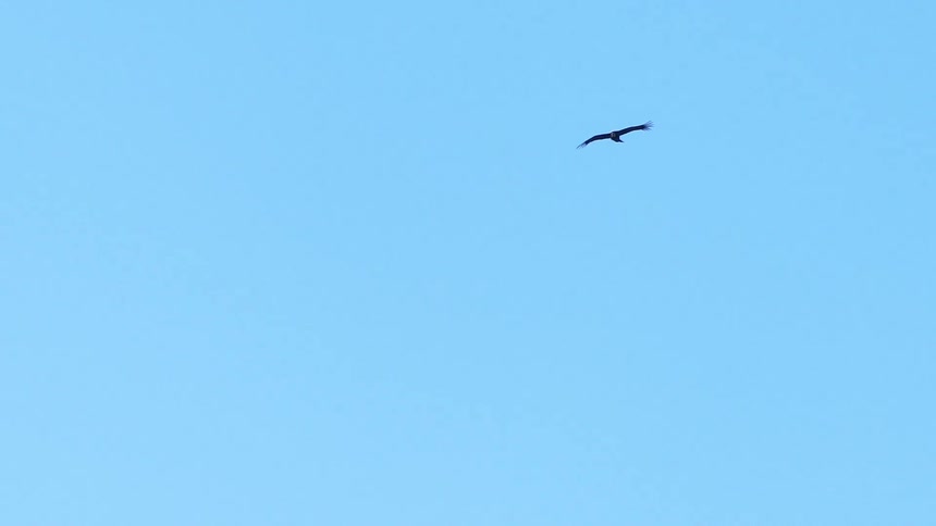 Large bird flies under the blue sky