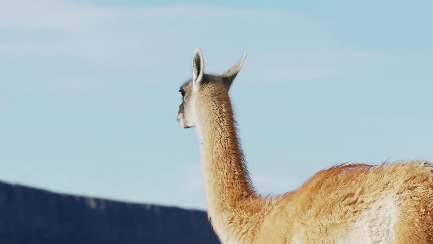 Two alpacas walk and stand outdoors near a mountain range