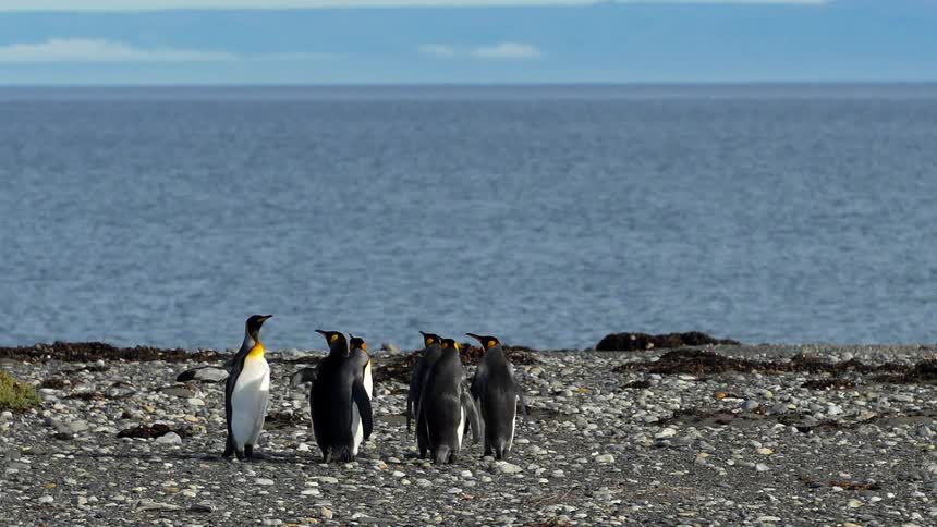 Penguins standing near shoreline on the coast
