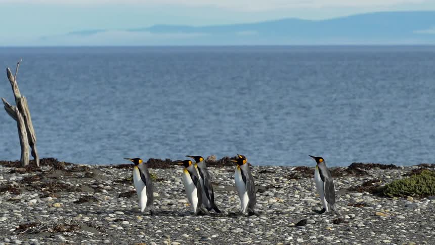 A row of penguins walk across a rocky shoreline