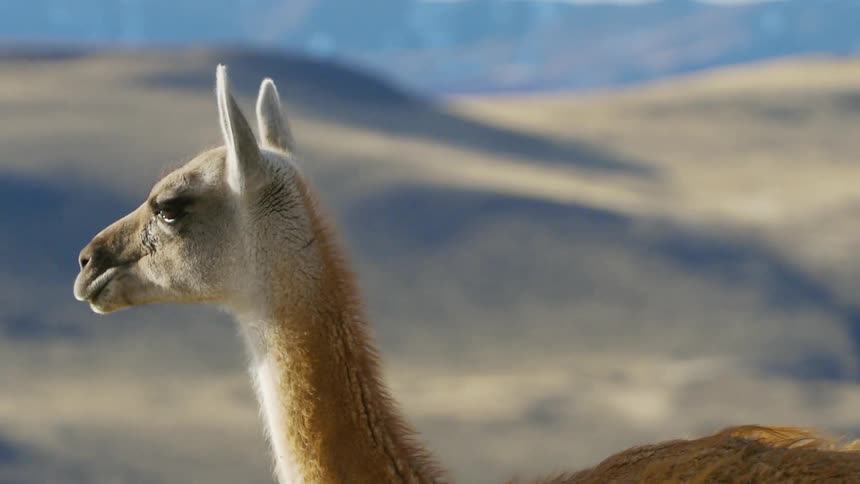 Alpaca walking on the plains near the hills