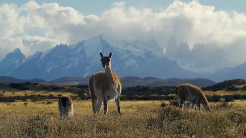 A grazing llama lifts his head chewing with mountains behind