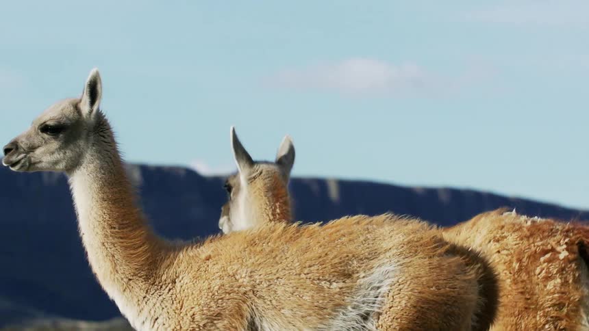 Two llamas walk around on a grassland
