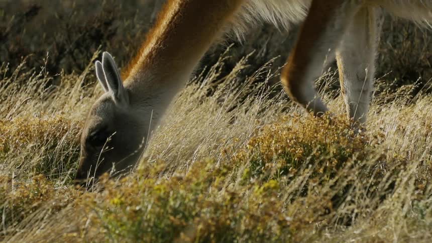 Pair of deer graze in field covered with browned grasses andclumps of wild flowers