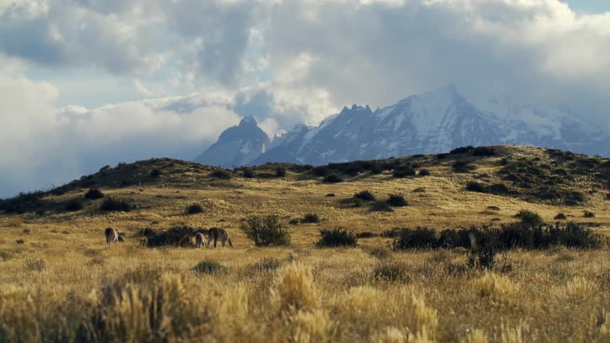 Cattle graze on a grassy plain near a mountain range