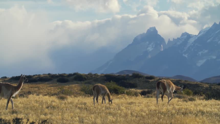 Shedding llamas walk and graze in the grass with mountain ridges behind them