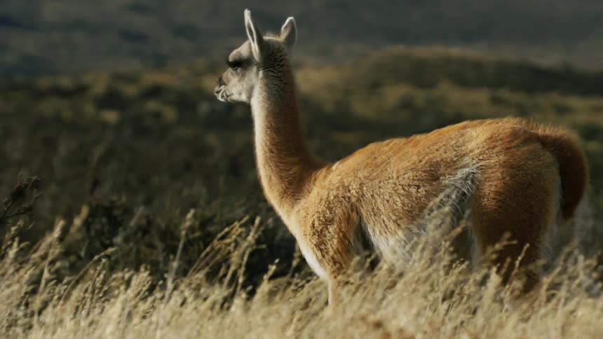 A llama walks in an open field