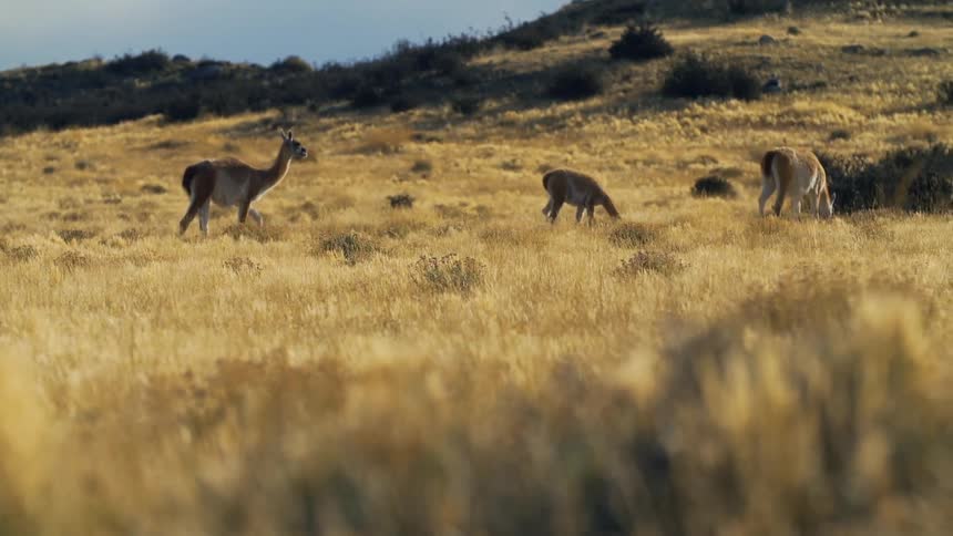 Alpacas walking and grazing on a pasture in the wild