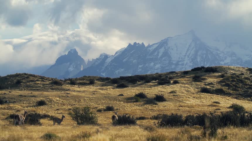 Several alpacas walks around on a grassy plain near hills