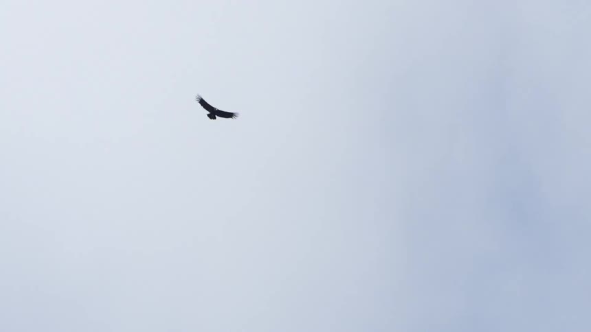 An eagle soars across a midday sky