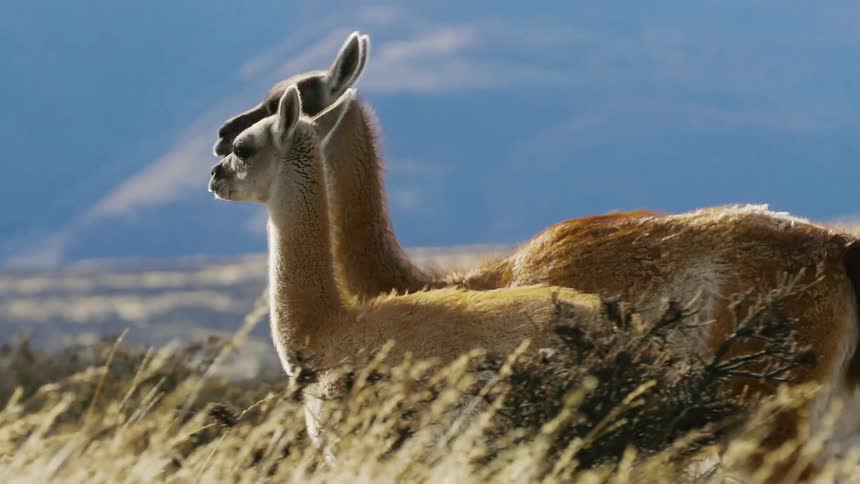 Two alpacas walk across a grassland