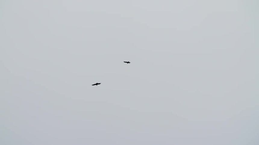 Two large black birds fly in gray skies