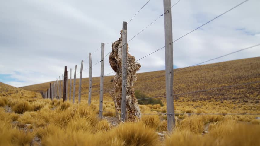 A decaying animal carcass hangs from a fence