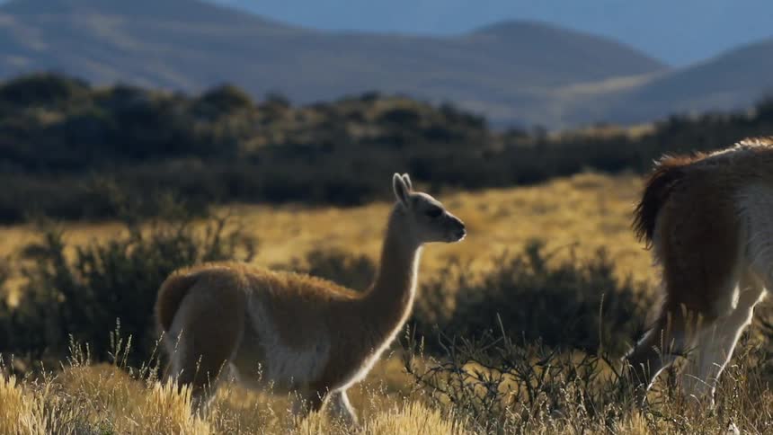 An adult alpaca and her baby walk in a field