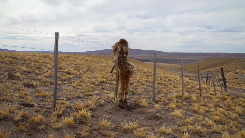 An animal carcass hangs from a fence in a remote rural area