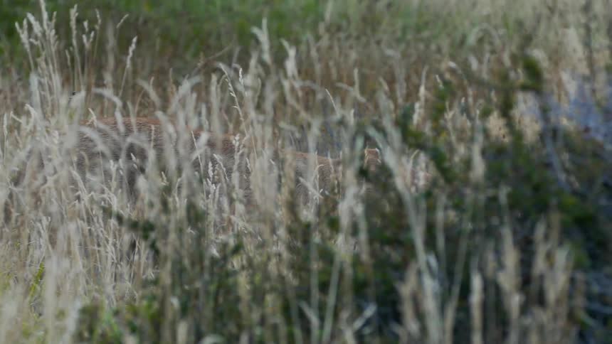 A large cat stalks through tall grass outdoors