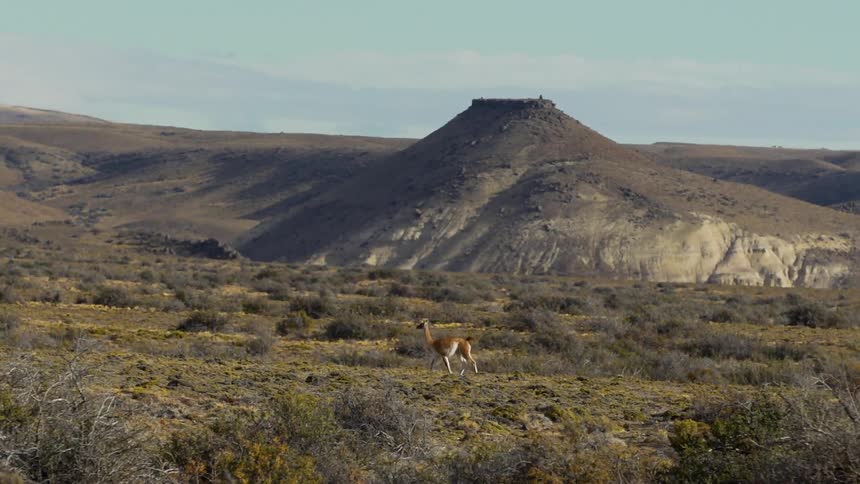 Long legged long necked animal crosses scrub plain near small flat topped mound