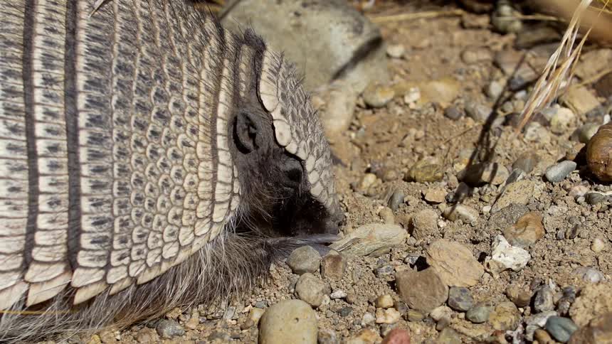 Armadillo searches on the sand with its snout