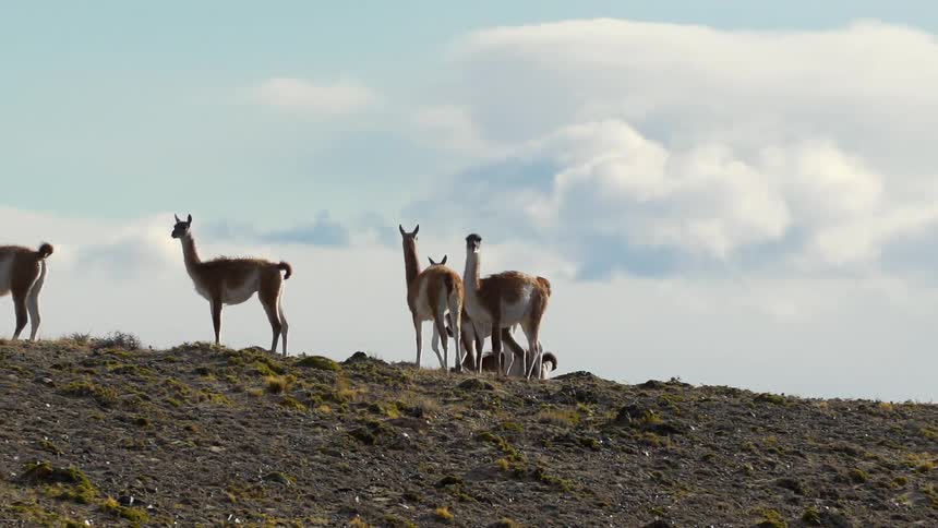 The animals walk together on the hill