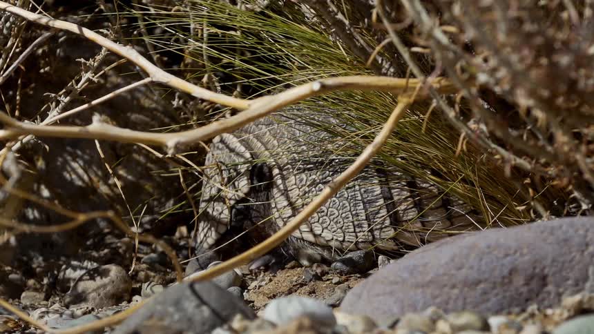 An armadillos hides behind some grass and sticks