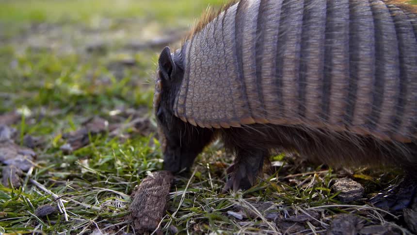 An armadillo feeds on the plains