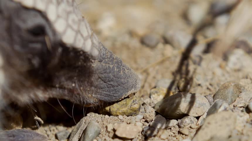 An armadillo crawls around in the dirt