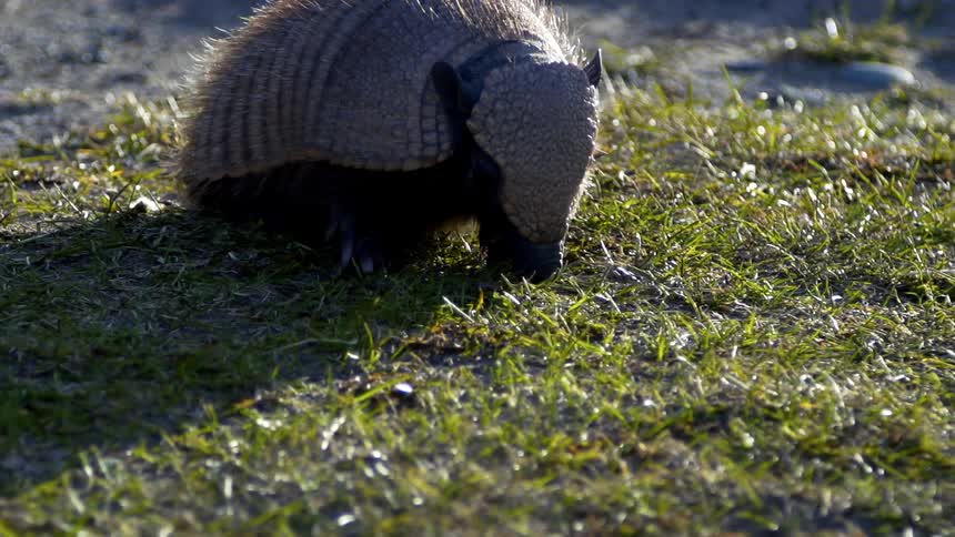 An armadillo rooting in the grass