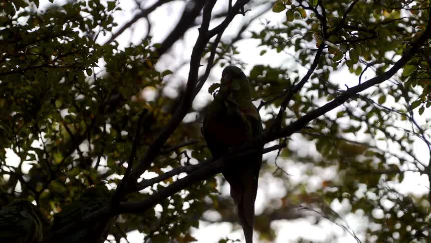 A bird sits on a tree branch on a windy day