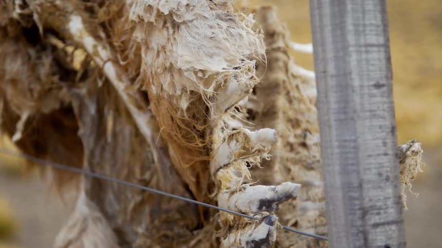 A large dead bird is tied to a post with wire
