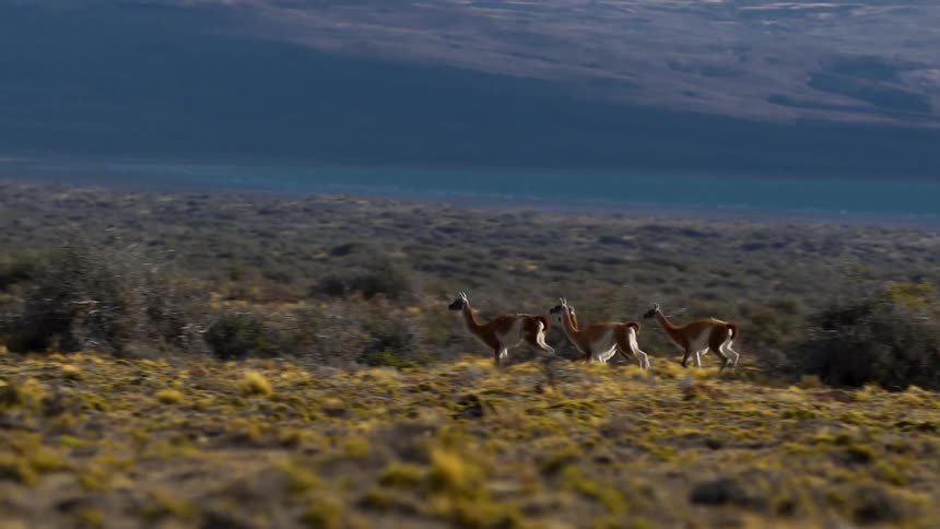 Several animals run across a plain