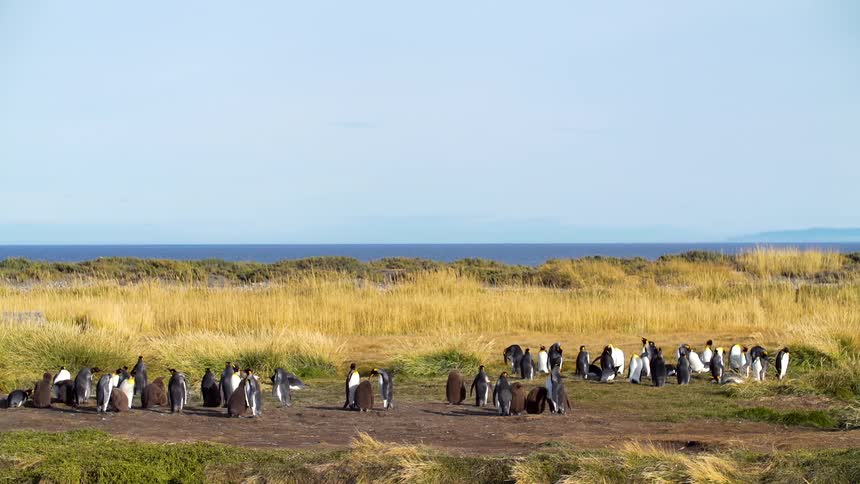 Penguins in a large field