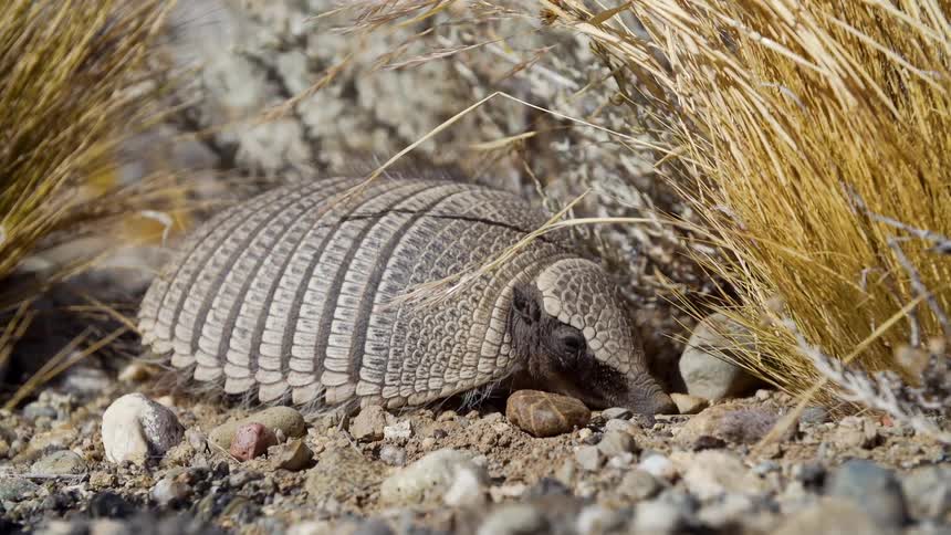 An armadillos sits amid rocks and brown plants