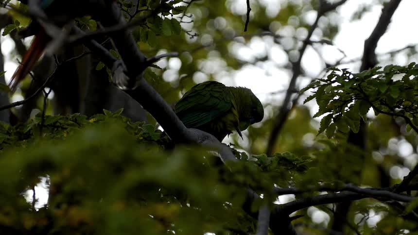 Bird with bright feathers and a long tail perches in a tree
