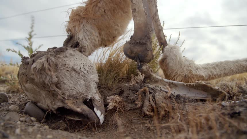 Animal remains in a field