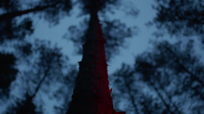 A neon light moves up and down a tree