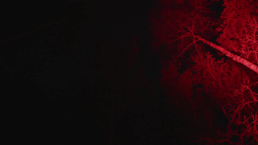 A red light flashes over a grove of trees at night