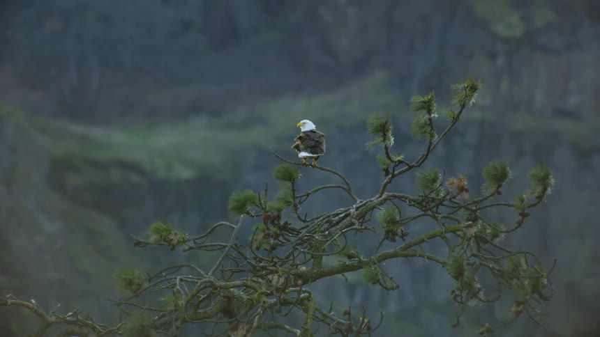 Bald eagle perches in a tree with mountains in the background