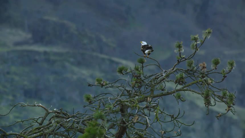 Dynamic shot of a Bald Eagle perched in a Ponderosa Pine tree on a cloudy and windy day as the Bald Eagles feathers blow in the wind