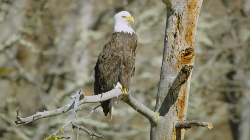 Tight dynamic aerial of a bald eagle sitting on a ponderosa tree snag in a large oak forest during the day
