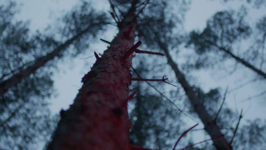 View of a tree trunk with long trees in the forest at dusk