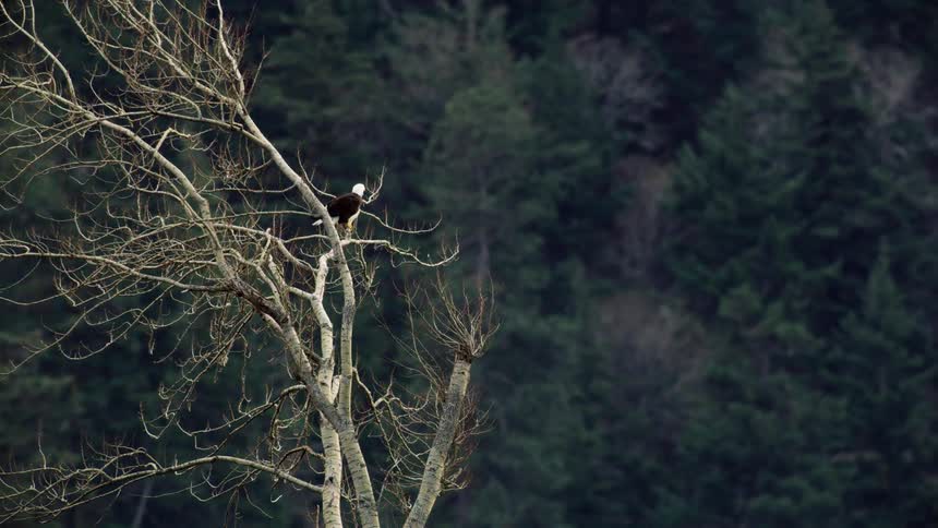 A bald eagle sits high up on a tree with no leaves that is surrounded by a lush forest of pine trees