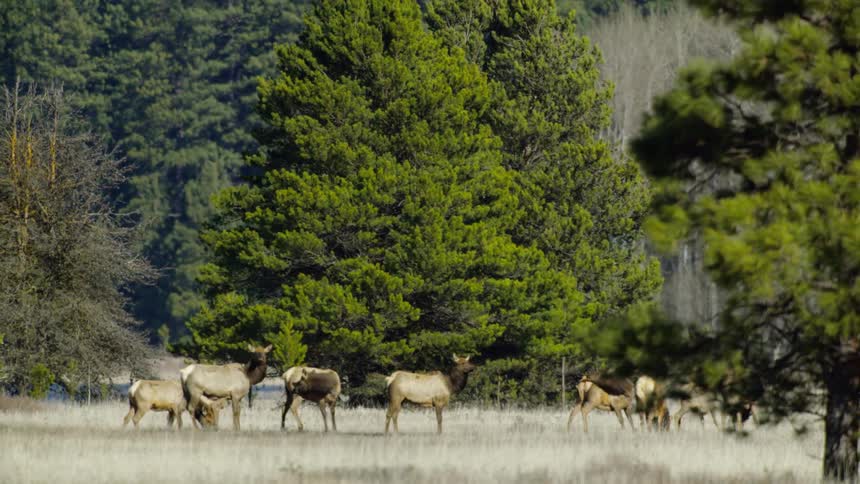 A herd of elk stand in an open meadow as the wind blows the needles of large pine trees