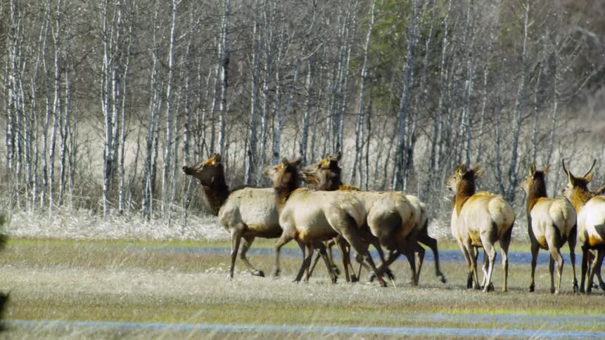 A herd of elk run around wetlands with aspen trees in the background