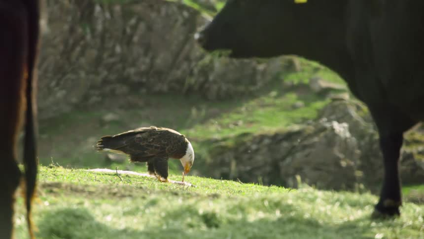 A bald eagle and a cow both eat food in a pasture