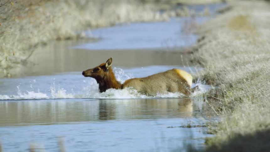 The camera moves with two large elk as they swim across a wetland stream in early spring