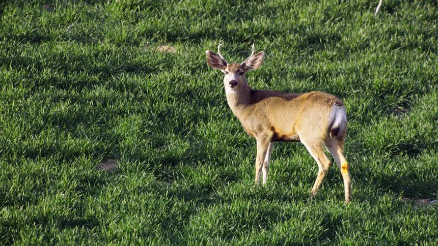 A young buck deer grazing in a verdant green field of Alfalfa looks up and munches green grass while on high alert