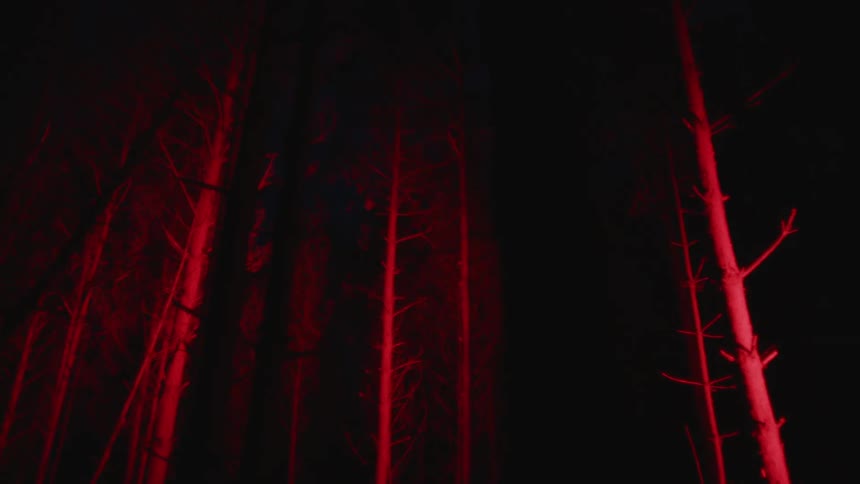 Tall tree trunks with bare branches glow with a red light at night