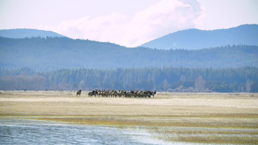 A herd of elk gathered together in a pristine wetlands with large hills in the background