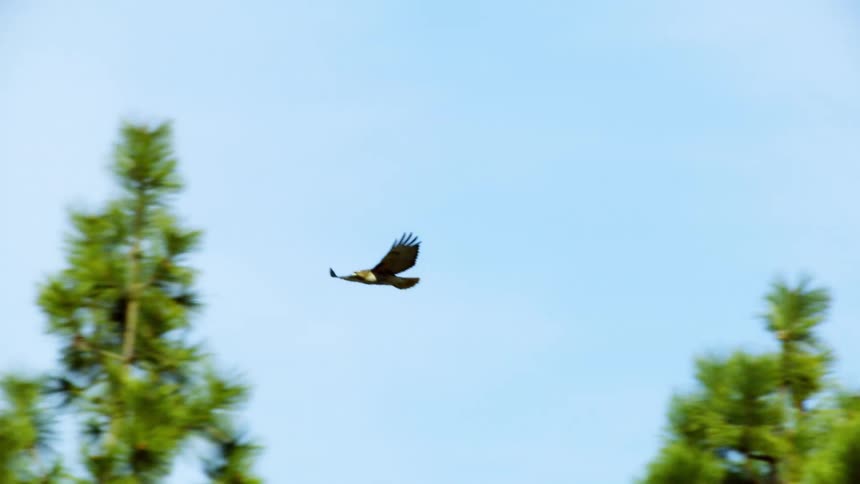 Red tail hawk flying on a blue sky as seen from the window of a passenger car evoking feelings of freedom and possibility